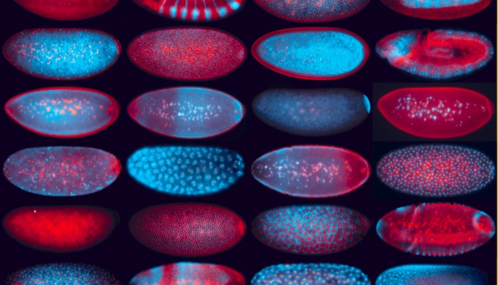 IRI_Lebenswissenschaften_Flyfish