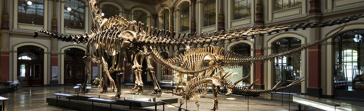 Sauriersaalhinten Credit Museum fuer Naturkunde Berlin freigestellt