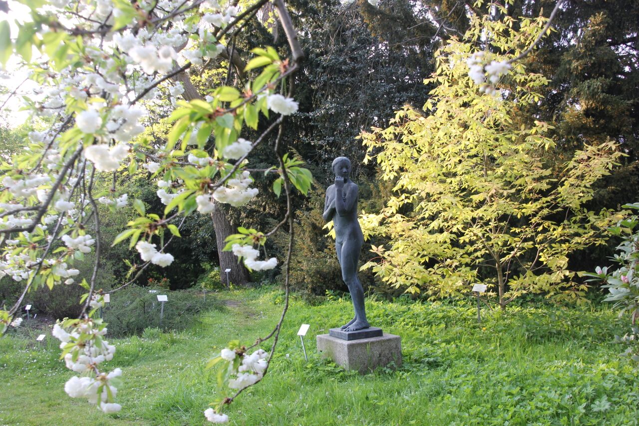 Junge Dame vor einer gefüllten Süß-Kirsche (Prunus avium 'Plena')