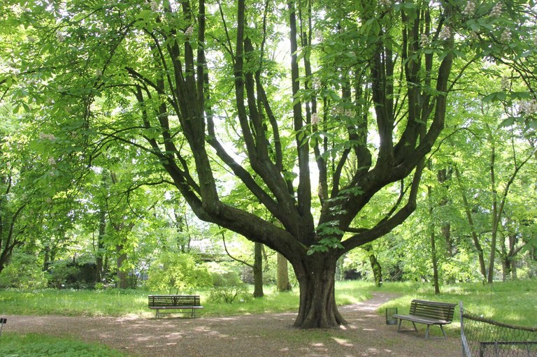Schirm-Rosskastanie (Aesculus hippocastanum 'Umbraculifera'), Rekordbaum der Sorte auf Bundesebene