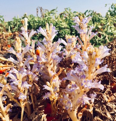Humboldt Hören. Mehrere Sommerwurzen wachsen zwischen trockenen Tomatensträuchern.