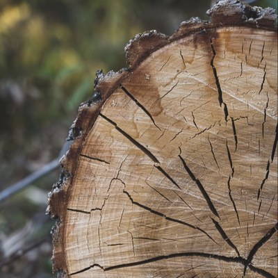 Ein gefällter Baum, bei dem man die Jahrringe sehen kann.