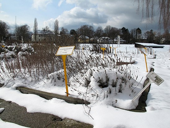 20130312-Kräuter im Winter in Dahlem-Foto_Heike Zappe-HU Berlin-1.JPG