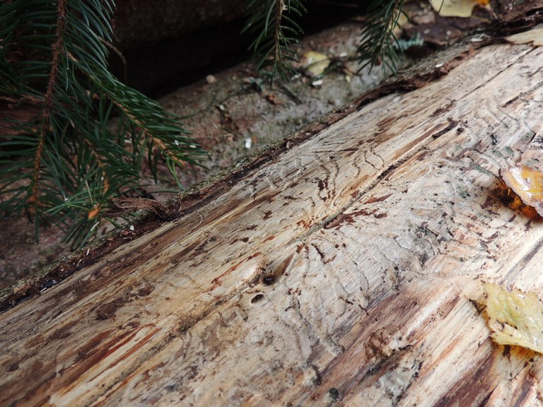 Ausstellung Symbiotic Wood