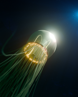 Dieses 3D-Modell der Rotaugen-Qualle zeigt ihren motorischen Nerv (gelb). Er besteht aus elektrisch gekoppelten motorischen Neuronen, die in zwei Ringen angeordnet und über vier radiale Äste miteinander verbunden sind. Fabian Pallasdies und Kolleg*innen vom Institut für Biologie der Humboldt-Universität zu Berlin (HU) haben ein biophysikalisches Modell des motorischen Nervensystems entwickelt und es mit einer fluid-mechanischen Simulation verbunden, um zu verstehen, wie die Qualle stabile und effiziente Schwimmbewegungen ausführt.