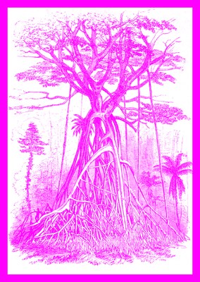 Urwaldbaum