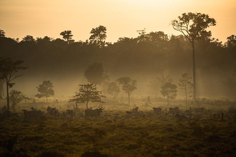 1. Rainforest (c) Thiago Foresti web