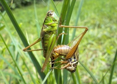 Roesels Beißschrecke bei der Paarung