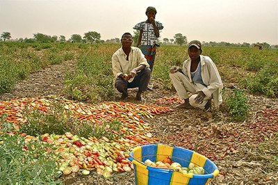 tomatoe producer