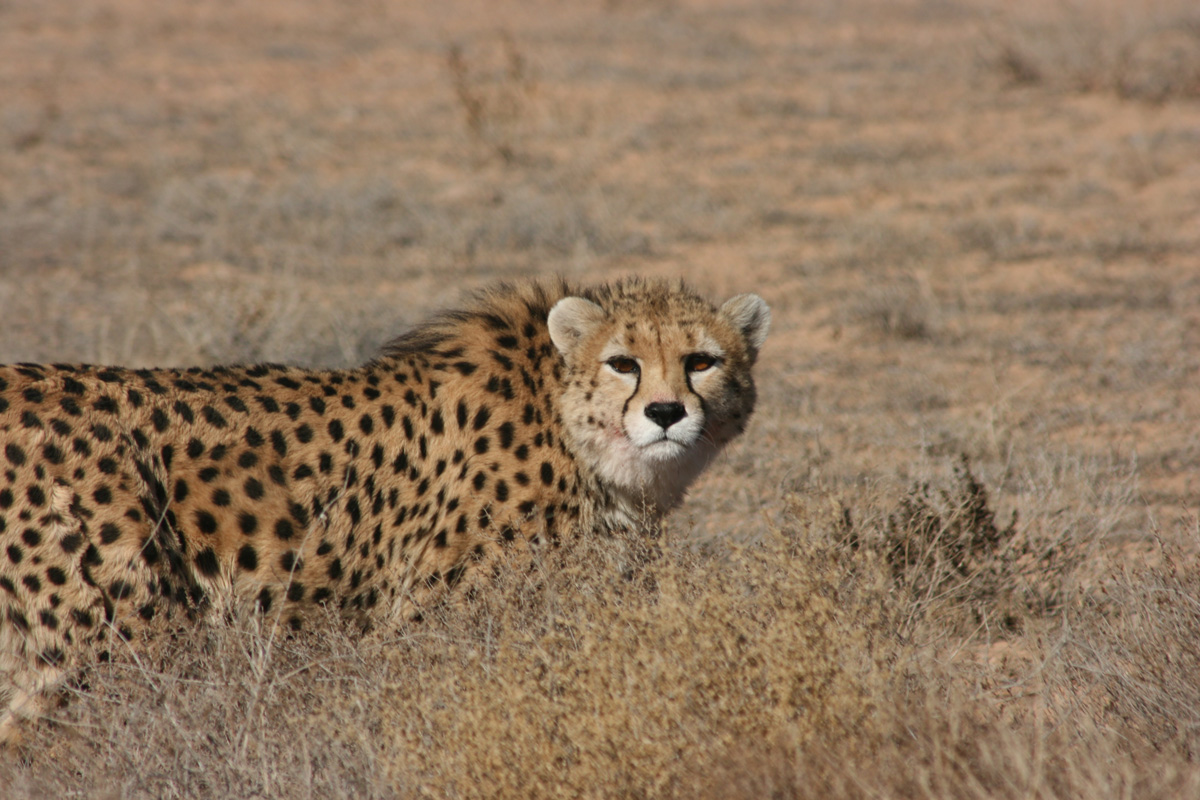 Gepard klein und Twitter