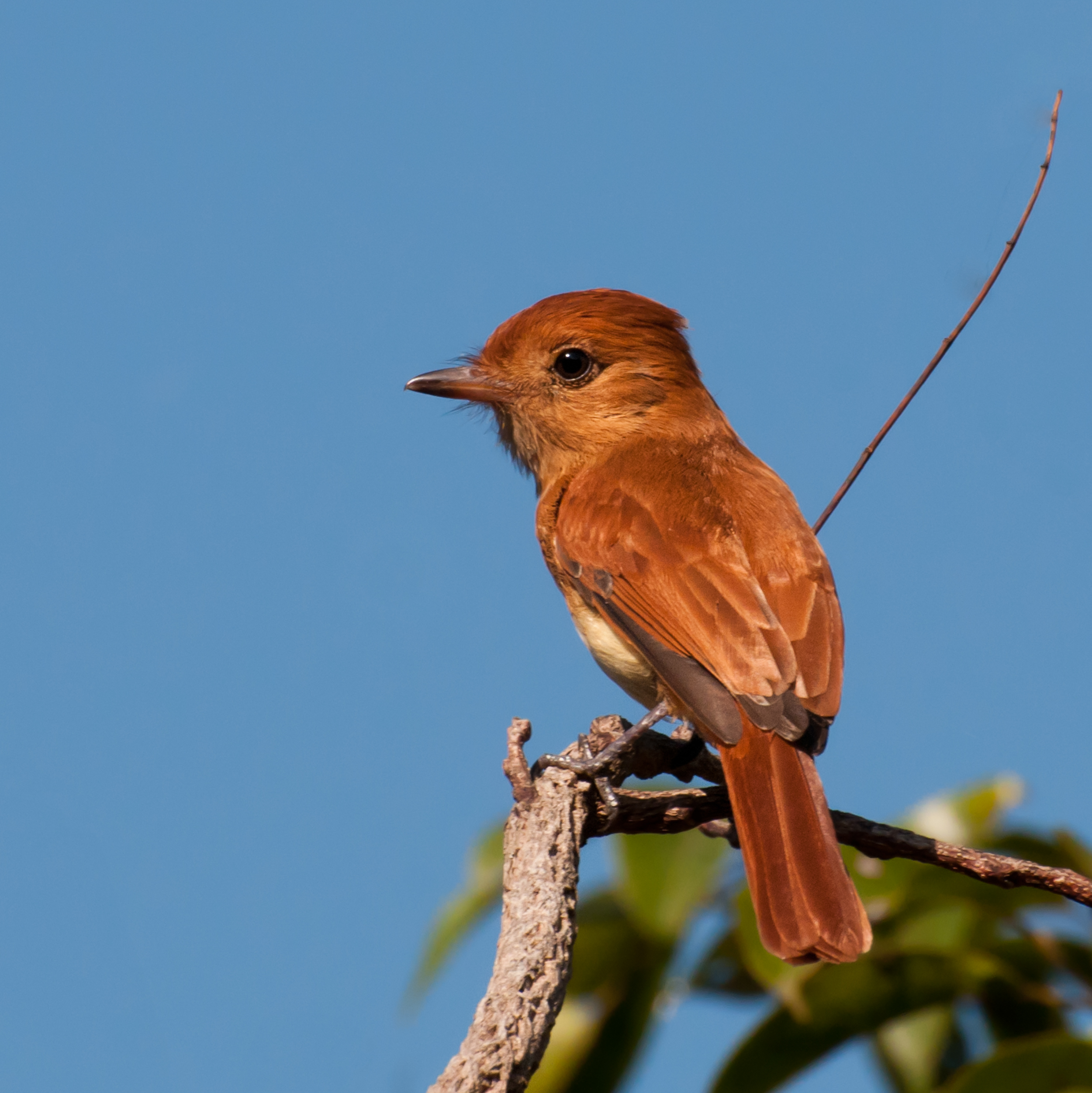 Casiornis rufus