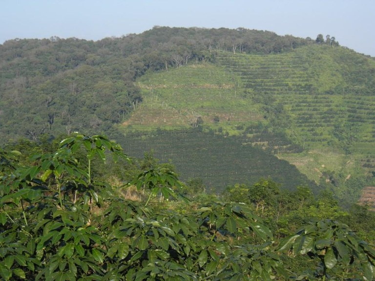 Anlage von Plantagen im Regenwald (c) Hostert klein