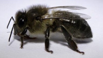 apis mellinis ruttneri 