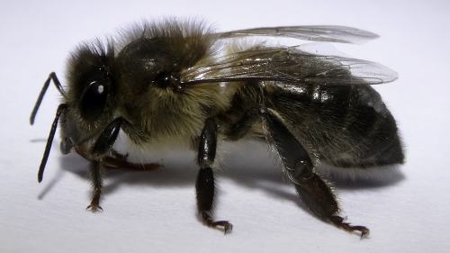 apis mellifera ruttneri