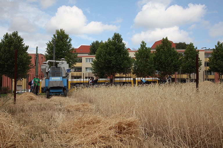 20180710 Roggenernte auf dem Todesstreifen Foto Martin Ibold HU Berlin 27