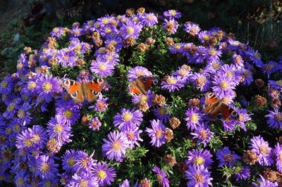 Blumen mit Schmetterling