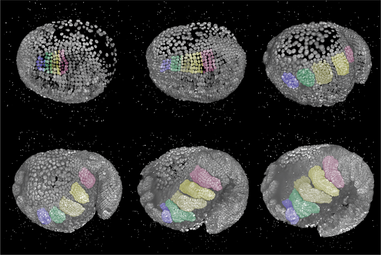 PM Parhyale embryogenesis2