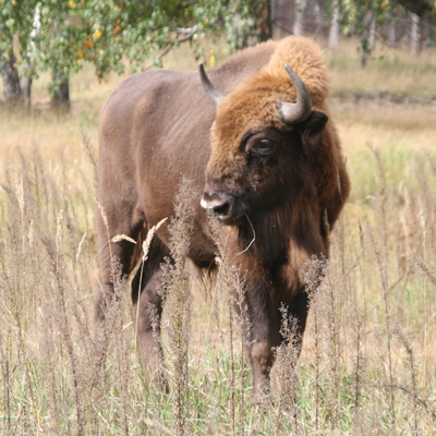 Wisent