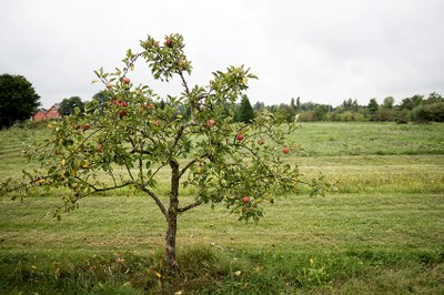 Apfelbaum