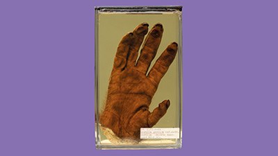 Gorillahand