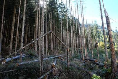 Waldsterben
