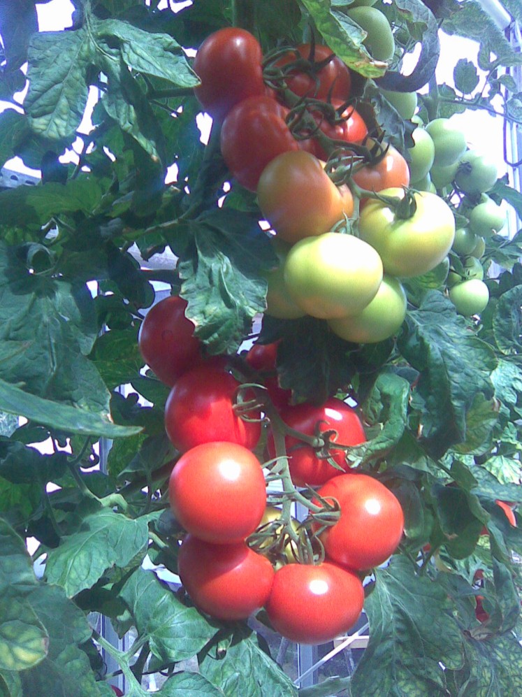 Tomaten