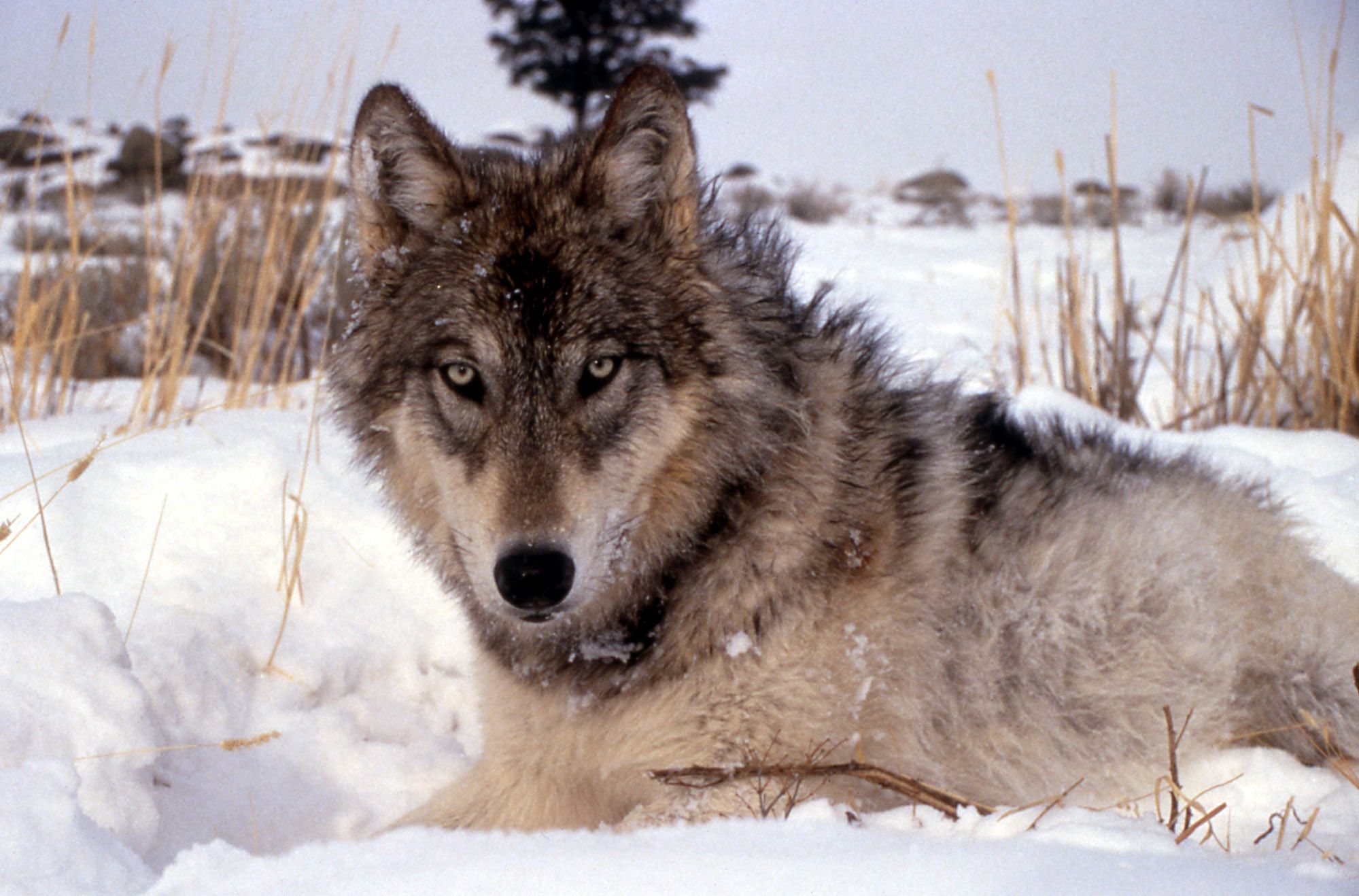 Ein Wolf im Schnee