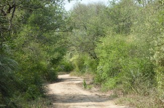 Intakter Wald: Der Habitat für Gürteltiere, Wildkatzen und Schlangen.