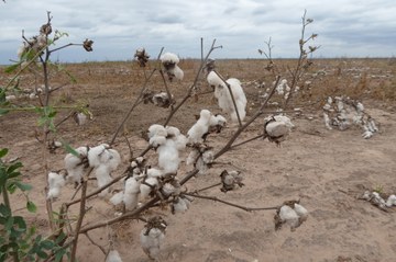 6 Chaco 2015 016 früheresBaumwollfeld Neben Soja und Sonnenblumen wird auf den einstigen Wald- oder Weideflächen auch Baumwolle angebaut.