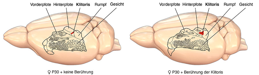 Scheme Genital cortex 1
