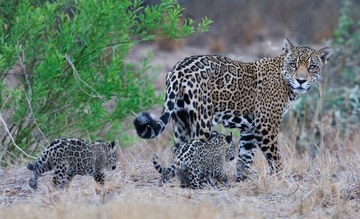 Jaguar mit Jungtieren