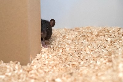 Die Ratte lugt um die Ecke