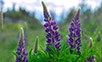 lupine 1437873Die blaue Lupine ist eine eiweißreiche Futterpflanze, die zunehmend auch in Brandenburg angebaut wird Quelle pixabaymini