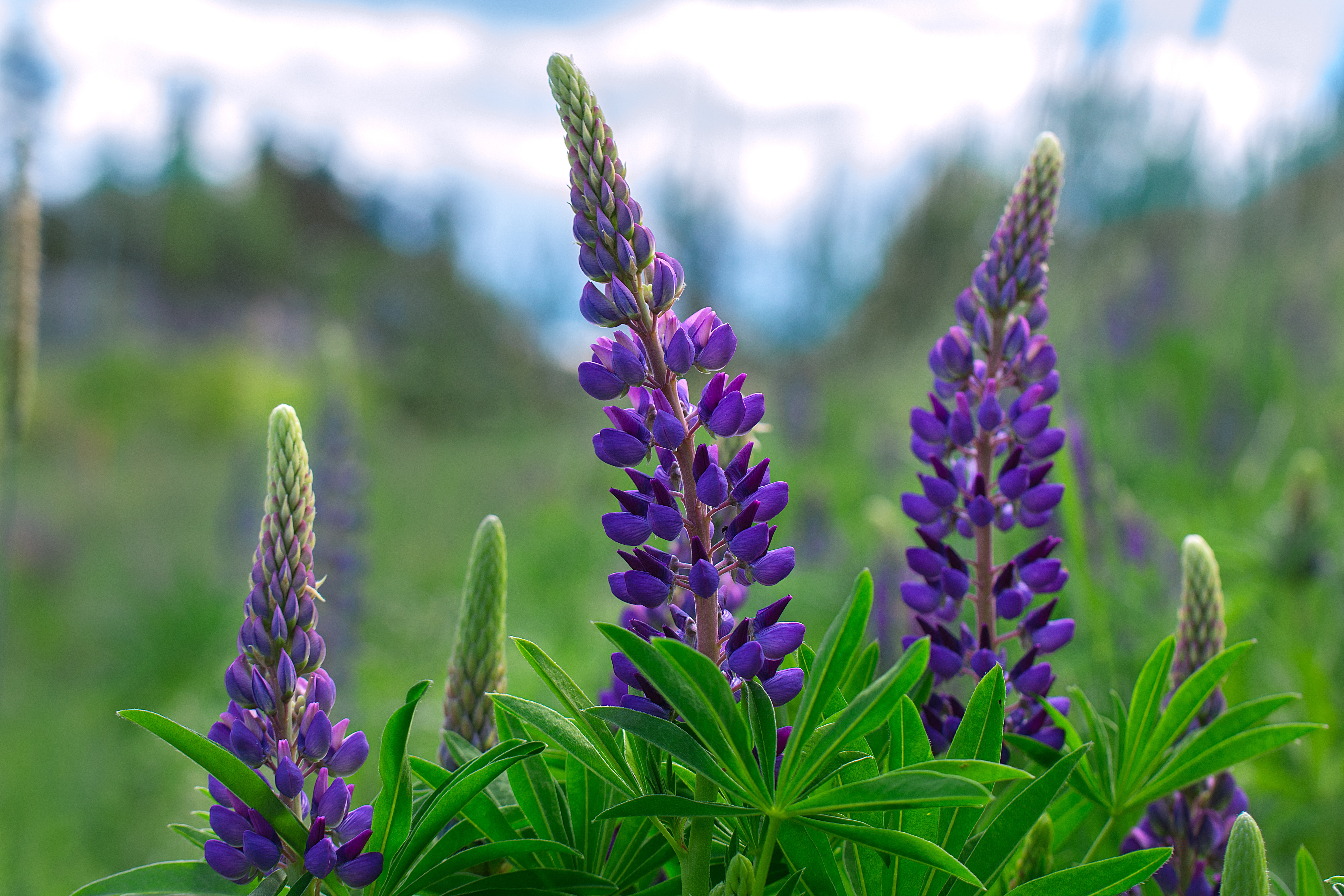 Lupine1