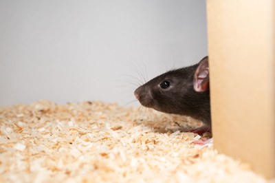 Die Ratte