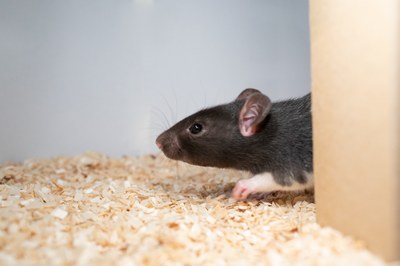 Die Ratte rennt gleich los