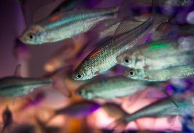 Fische