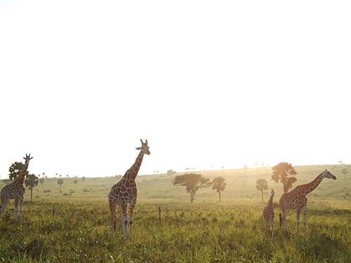 Giraffen