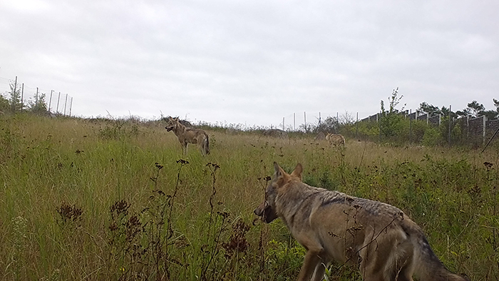 Wolfsrudel auf Wiese