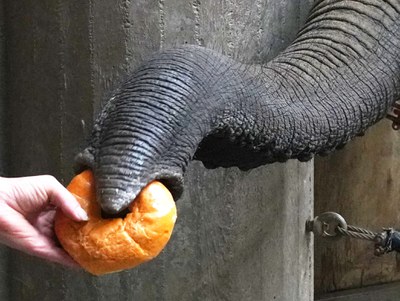 elefant Rüssel von Elefant ertastet ein Brötchen in der Hand