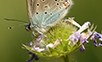 Hauhechel-Bläuling (Polyommatus icarus), fotografiert auf einer Blüte