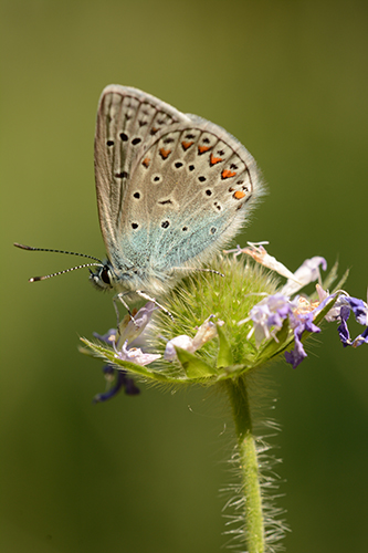 Polyommatus icarus.jpg