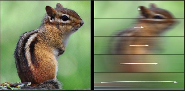 Streifenhörnchen im Erindale Park
