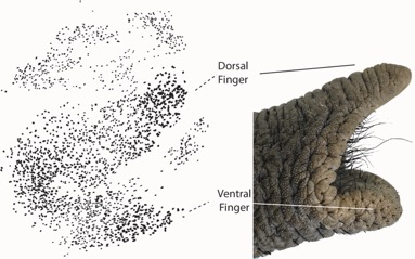 Nervenzellen Gesicht_Elefant.jpg