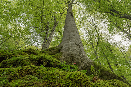 Baum Zlatanov Beechb