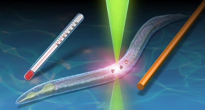 Nanotemperaturmessung