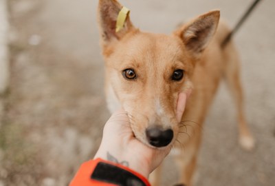 dogs-cute-face-in-human-s-hand-2023-11-27-05-22-07-utc.jpg