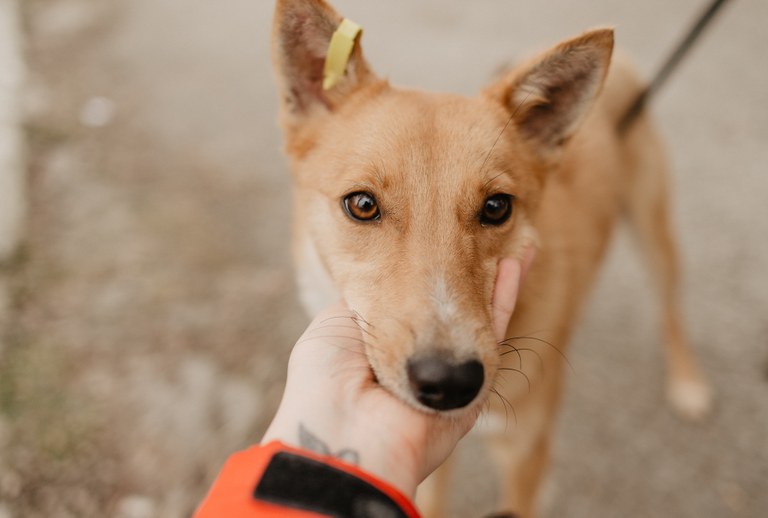 dogs-cute-face-in-human-s-hand-2023-11-27-05-22-07-utc.jpg