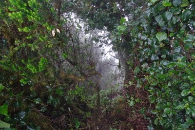 Nebel im Gebirge