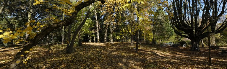 Arboretum Herbst Bäume